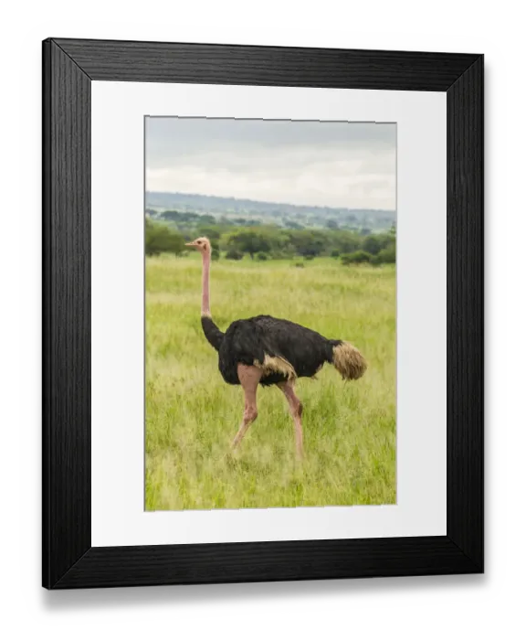 Framed Print : Africa, Tanzania, Tarangire National Park. Ostrich male close-up Framed Print : Africa, Tanzania, Tarangire National Park. Ostrich male close-up
