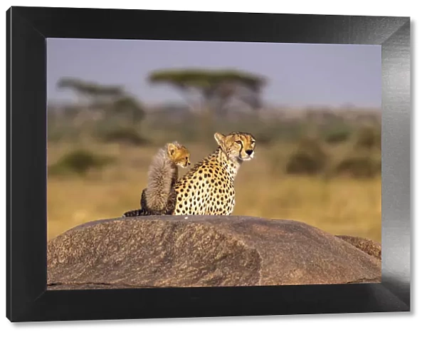 Africa, Tanzania, Serengeti National Park. Mother cheetah and baby
