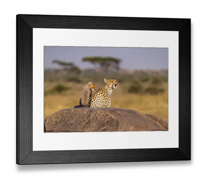 Framed Print : Africa, Tanzania, Serengeti National Park. Mother cheetah and baby