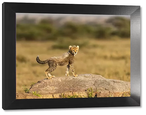 Africa, Tanzania, Serengeti National Park. Baby cheetah on boulder