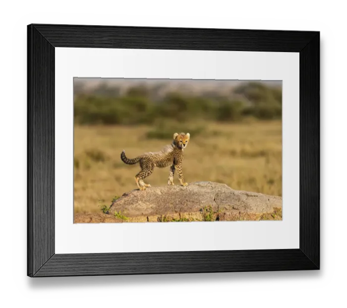 Framed Print : Africa, Tanzania, Serengeti National Park. Baby cheetah on boulder