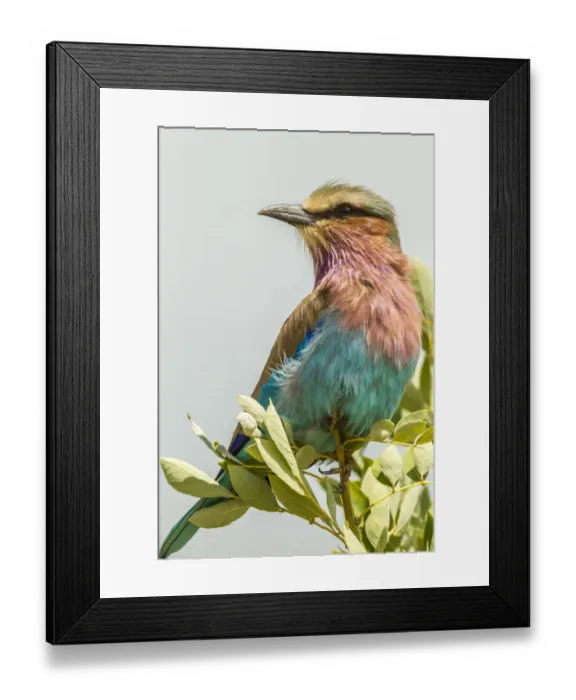 Framed Print : Africa, Tanzania, Tarangire National Park. Lilac-breasted roller close-up