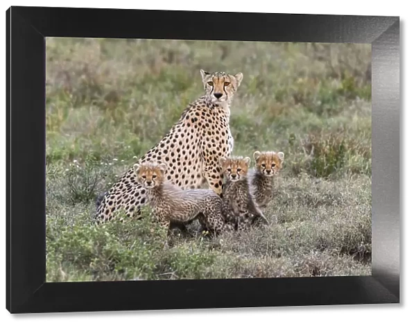 Africa, Tanzania, Serengeti National Park. Mother cheetah and young
