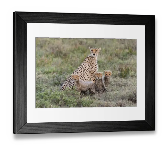 Framed Print : Africa, Tanzania, Serengeti National Park. Mother cheetah and young