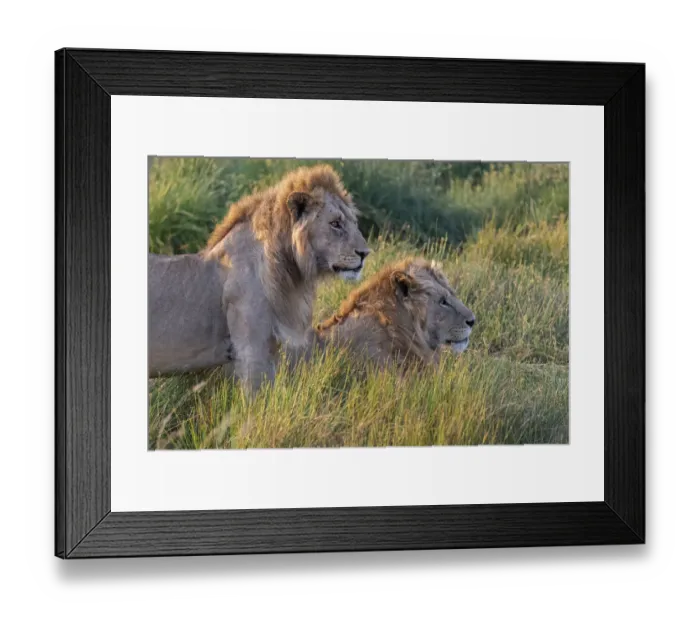 Framed Print : Africa, Tanzania, Serengeti National Park. Male lions close-up