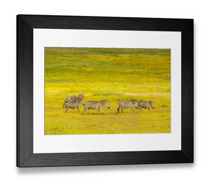 Framed Print : Africa, Tanzania, Ngorongoro Crater. Zebras in flower field