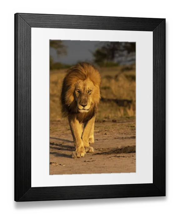 Framed Print : Africa, Tanzania, Serengeti National Park. Male lion close-up
