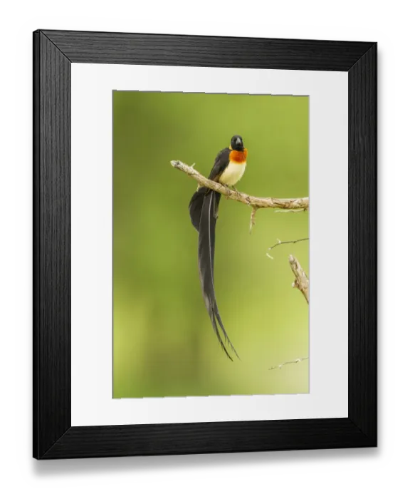 Framed Print : Africa, Tanzania, Tarangire National Park. Paradise whydah bird on limb Framed Print : Africa, Tanzania, Tarangire National Park. Paradise whydah bird on limb