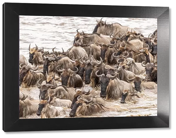 Africa, Tanzania, Serengeti National Park. Wildebeests crossing Mara River