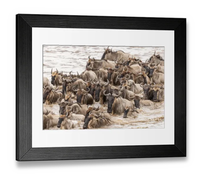 Framed Print : Africa, Tanzania, Serengeti National Park. Wildebeests crossing Mara River Framed Print : Africa, Tanzania, Serengeti National Park. Wildebeests crossing Mara River