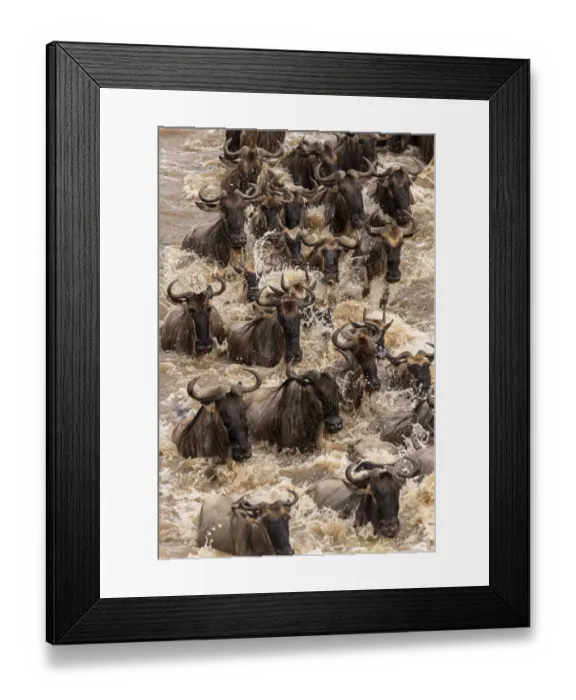 Framed Print : Africa, Tanzania, Serengeti National Park. Wildebeests crossing Mara River Framed Print : Africa, Tanzania, Serengeti National Park. Wildebeests crossing Mara River