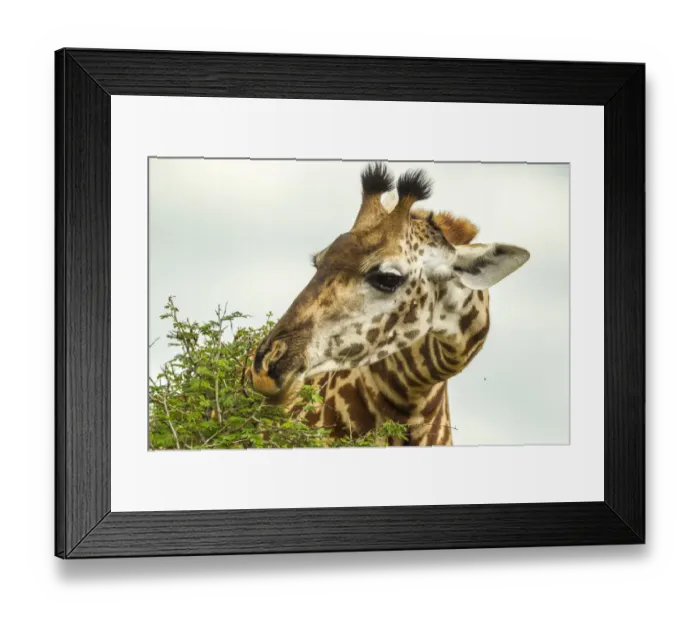 Framed Print : Africa, Tanzania, Tarangire National Park. Msai giraffe eating tree leaves Framed Print : Africa, Tanzania, Tarangire National Park. Msai giraffe eating tree leaves