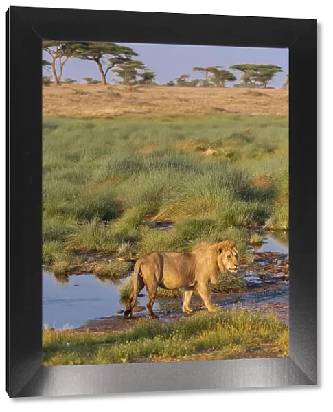 Africa, Tanzania, Serengeti National Park. Male lion and water