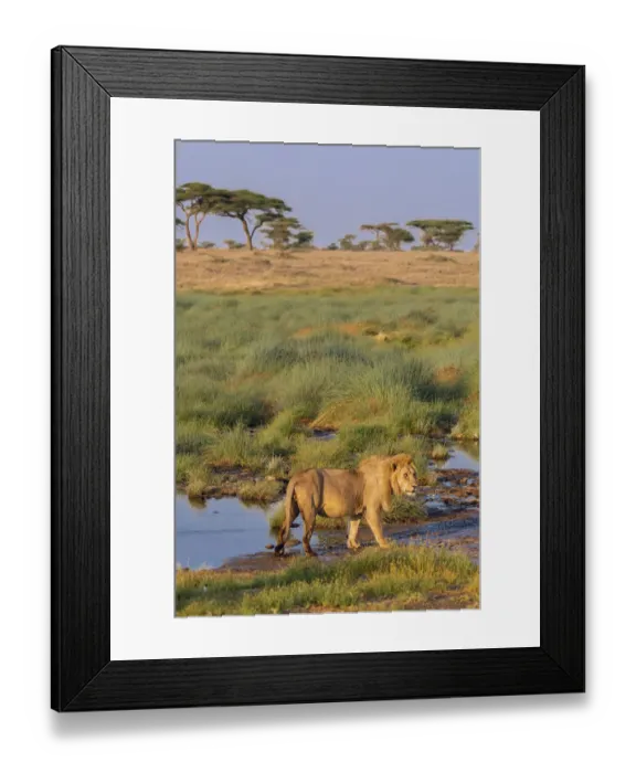 Framed Print : Africa, Tanzania, Serengeti National Park. Male lion and water