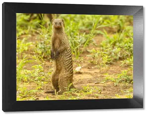 Africa, Tanzania, Tarangire National Park. Banded mongoose close-up