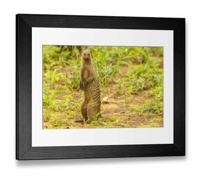 Framed Print : Africa, Tanzania, Tarangire National Park. Banded mongoose close-up
