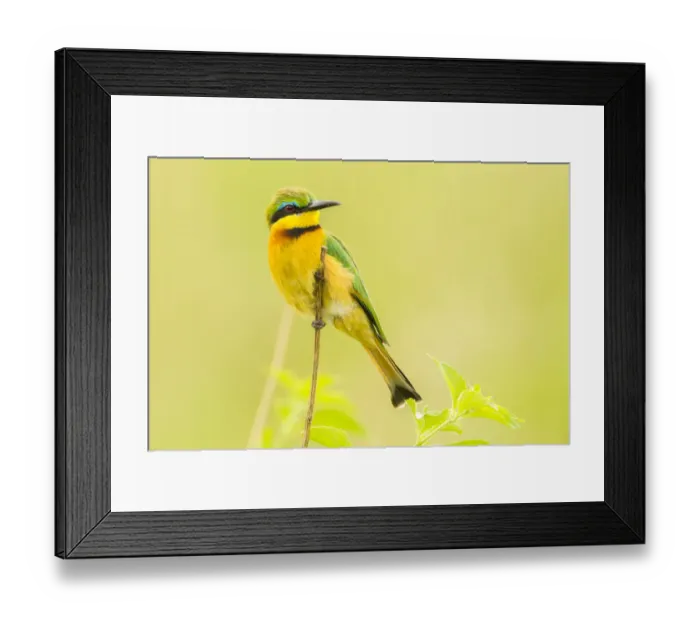 Framed Print : Africa, Tanzania, Tarangire National Park. Little bee eater close-up Framed Print : Africa, Tanzania, Tarangire National Park. Little bee eater close-up