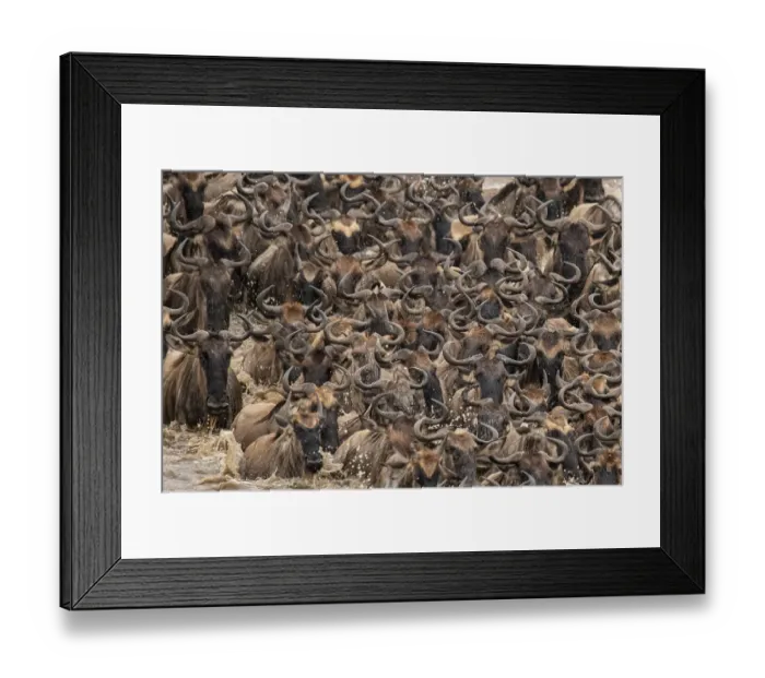 Framed Print : Africa, Tanzania, Serengeti National Park. Wildebeests crossing Mara River Framed Print : Africa, Tanzania, Serengeti National Park. Wildebeests crossing Mara River