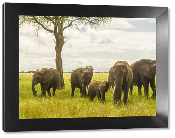 Africa, Tanzania, Tarangire National Park. African elephant adults and young
