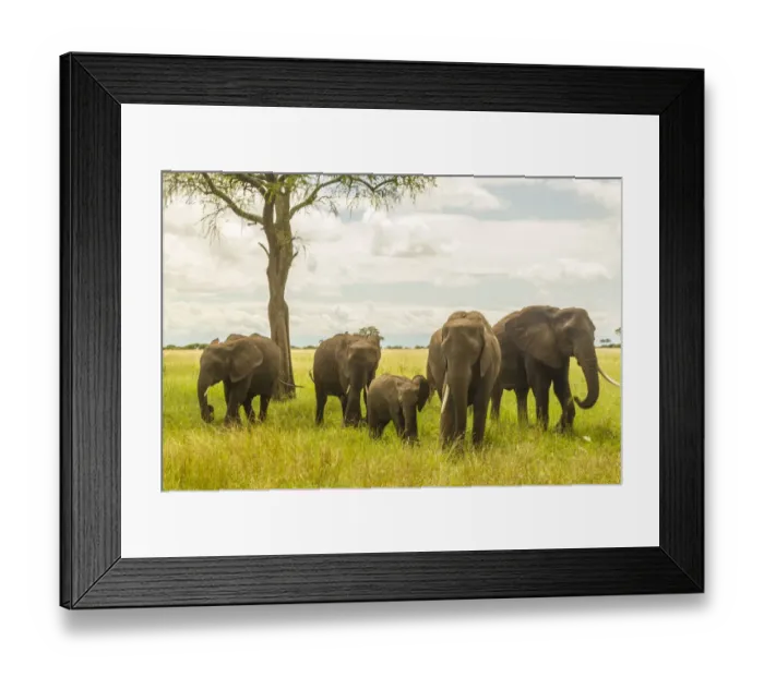 Framed Print : Africa, Tanzania, Tarangire National Park. African elephant adults and young Framed Print : Africa, Tanzania, Tarangire National Park. African elephant adults and young