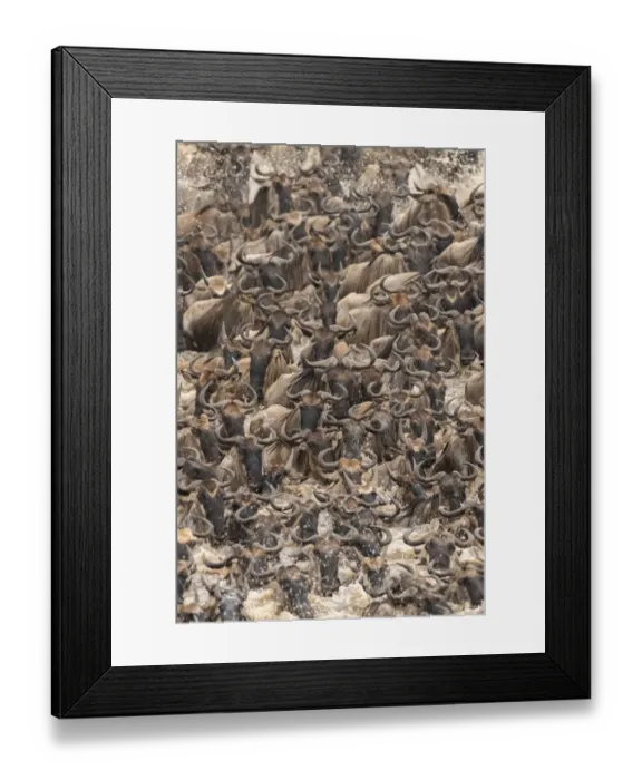Framed Print : Africa, Tanzania, Serengeti National Park. Wildebeests crossing Mara River Framed Print : Africa, Tanzania, Serengeti National Park. Wildebeests crossing Mara River