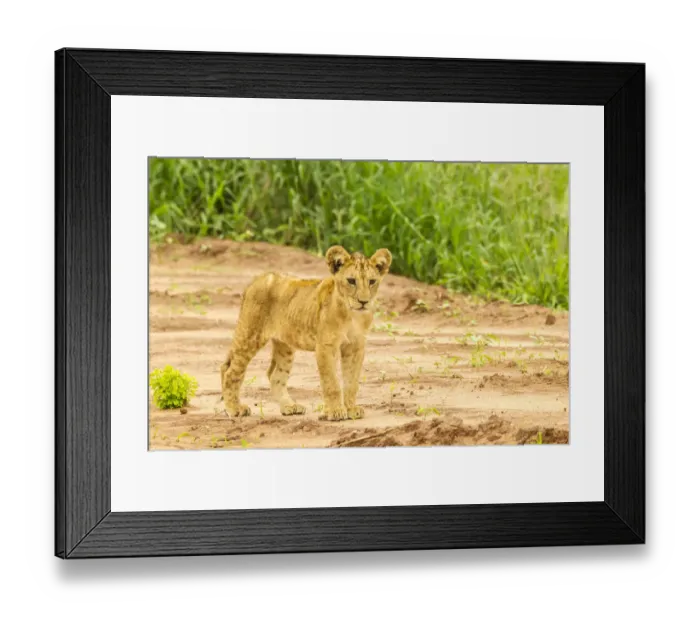 Framed Print : Africa, Tanzania, Tarangire National Park. Lion cub close-up Framed Print : Africa, Tanzania, Tarangire National Park. Lion cub close-up