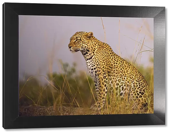 Africa, Tanzania, Serengeti National Park. Close-up of leopard resting