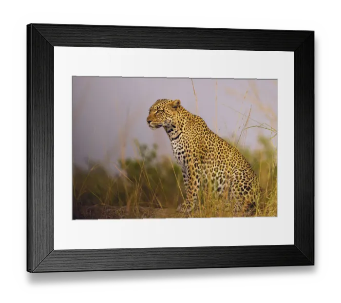 Framed Print : Africa, Tanzania, Serengeti National Park. Close-up of leopard resting Framed Print : Africa, Tanzania, Serengeti National Park. Close-up of leopard resting