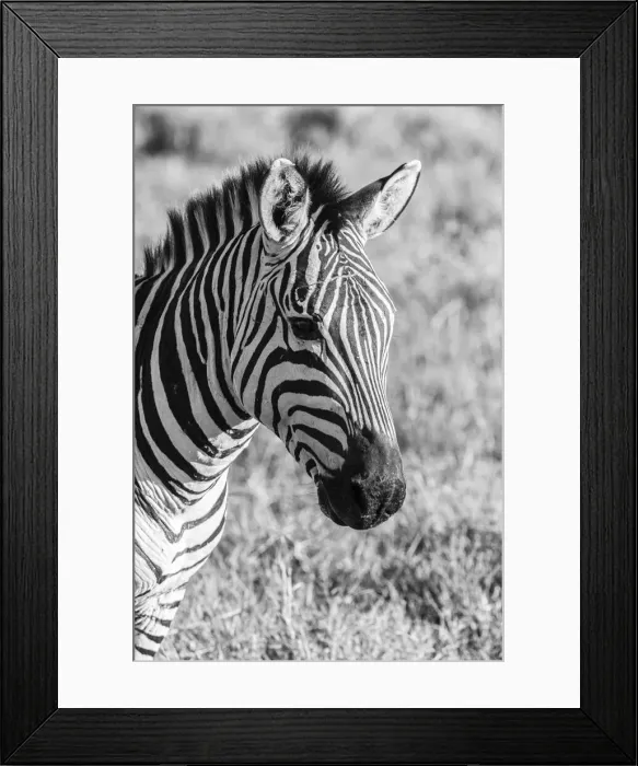 Framed Print : Africa, Tanzania, Ngorongoro Crater. B&W of plains zebra head Framed Print : Africa, Tanzania, Ngorongoro Crater. B&W of plains zebra head