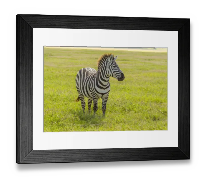 Framed Print : Africa, Tanzania, Ngorongoro Crater. Plains zebra in field Framed Print : Africa, Tanzania, Ngorongoro Crater. Plains zebra in field