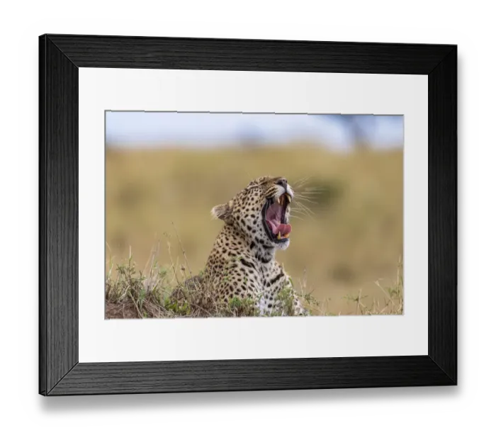 Framed Print : Africa, Tanzania, Serengeti National Park. Yawning leopard