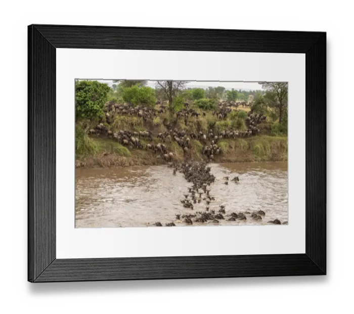 Framed Print : Africa, Tanzania, Serengeti National Park. Wildebeests crossing Mara River Framed Print : Africa, Tanzania, Serengeti National Park. Wildebeests crossing Mara River
