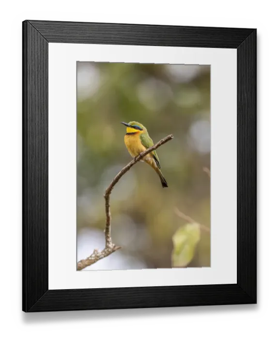 Framed Print : Africa, Tanzania. Little bee-eater bird on limb. Credit as Framed Print : Africa, Tanzania. Little bee-eater bird on limb. Credit as