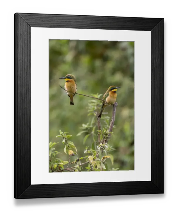 Framed Print : Africa, Tanzania. Little bee-eater birds on limb. Credit as Framed Print : Africa, Tanzania. Little bee-eater birds on limb. Credit as