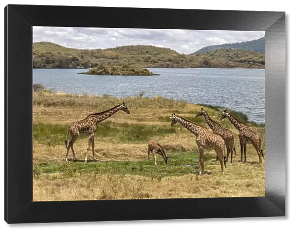 Africa, Tanzania, Serengeti National Park. Giraffes on plain