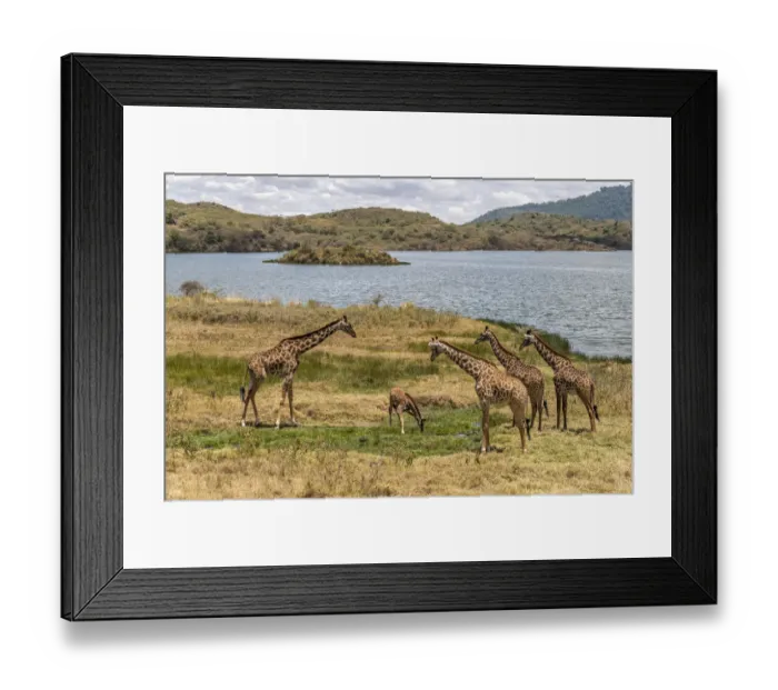 Framed Print : Africa, Tanzania, Serengeti National Park. Giraffes on plain Framed Print : Africa, Tanzania, Serengeti National Park. Giraffes on plain