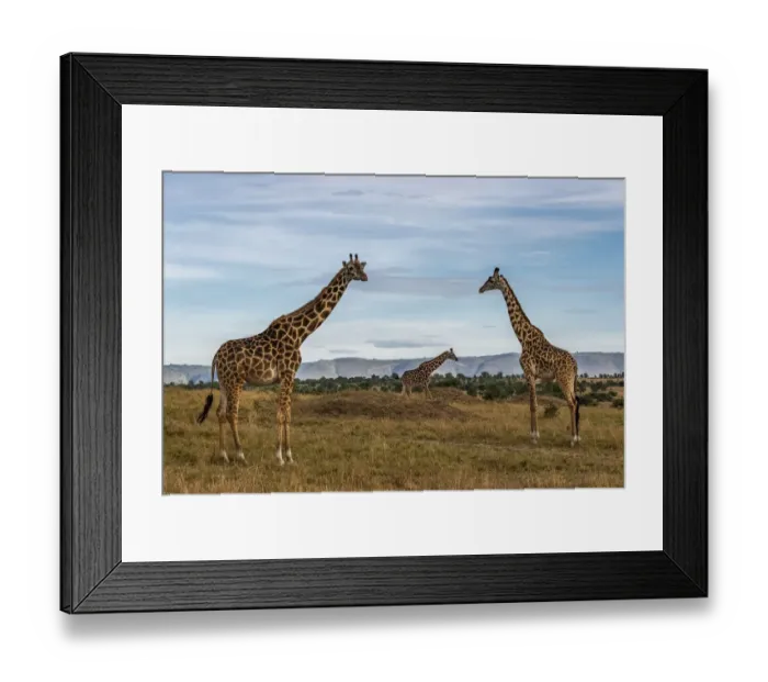 Framed Print : Africa, Tanzania, Serengeti National Park. Giraffes on plain Framed Print : Africa, Tanzania, Serengeti National Park. Giraffes on plain