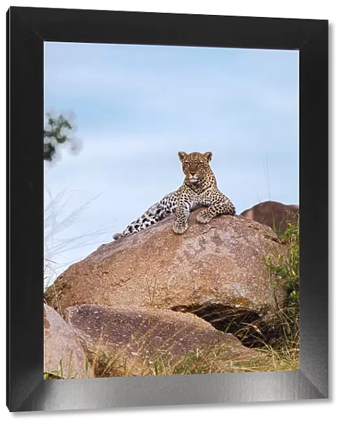 Africa, Tanzania, Serengeti National Park. Leopard resting on boulder