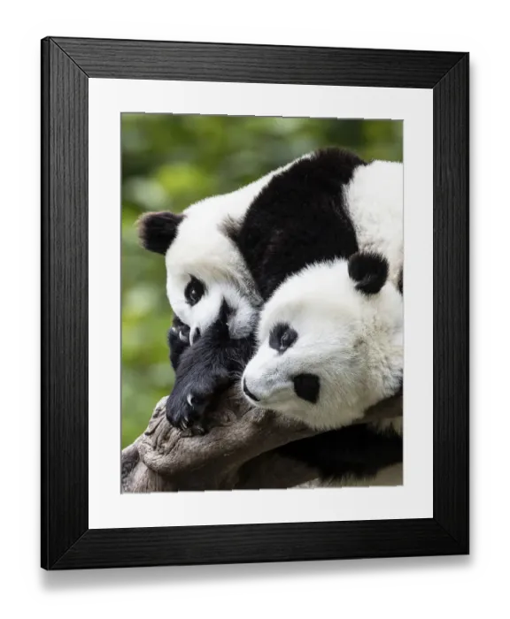 Framed Print : Asia, China, Wolong, Giant Panda, Part of the UNESCO Man and Biosphere Reserve Network Framed Print : Asia, China, Wolong, Giant Panda, Part of the UNESCO Man and Biosphere Reserve Network