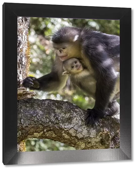 Asia, China, Tacheng, Yunnan Black Snub-Nosed monkeys, Adult and Young