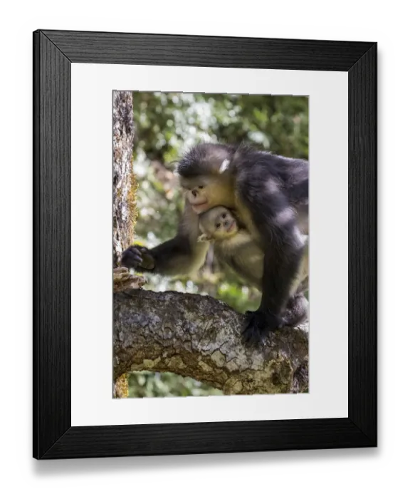 Framed Print : Asia, China, Tacheng, Yunnan Black Snub-Nosed monkeys, Adult and Young