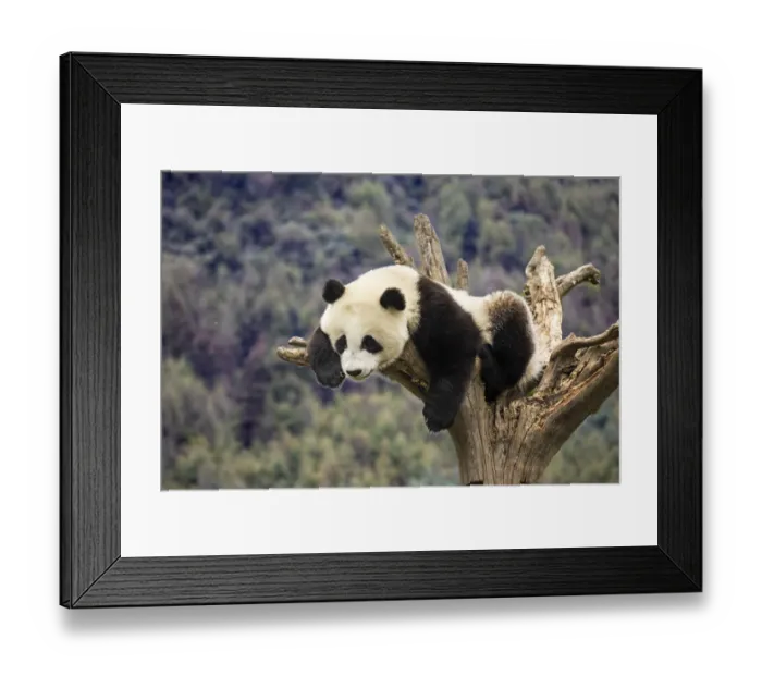 Framed Print : Asia, China, Wolong, Giant Panda, Part of the UNESCO Man and Biosphere Reserve Network Framed Print : Asia, China, Wolong, Giant Panda, Part of the UNESCO Man and Biosphere Reserve Network
