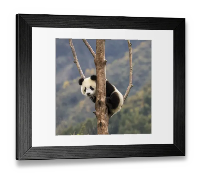 Framed Print : Asia, China, Wolong, Giant Panda, Part of the UNESCO Man and Biosphere Reserve Network