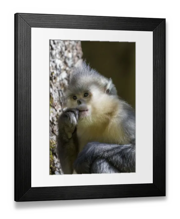 Framed Print : Asia, China, Tacheng, Yunnan Black Snub-Nosed Monkey Framed Print : Asia, China, Tacheng, Yunnan Black Snub-Nosed Monkey