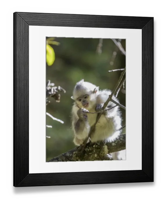 Framed Print : Asia, China, Tacheng, Young Yunnan Black Snub-Nosed Monkey Framed Print : Asia, China, Tacheng, Young Yunnan Black Snub-Nosed Monkey