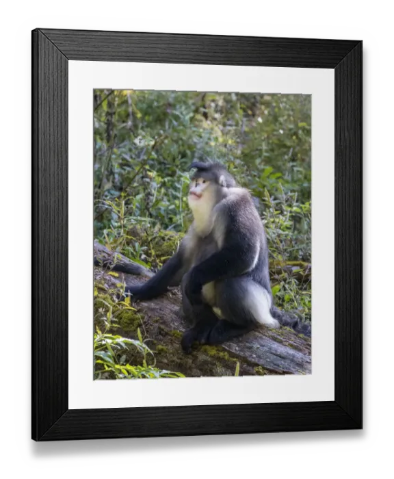 Framed Print : Asia, China, Tacheng, Yunnan Black Snub-Nosed Monkey Framed Print : Asia, China, Tacheng, Yunnan Black Snub-Nosed Monkey