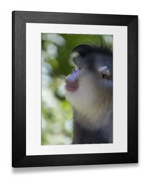 Framed Print : Asia, China, Tacheng, Yunnan Black Snub-Nosed Monkey Framed Print : Asia, China, Tacheng, Yunnan Black Snub-Nosed Monkey