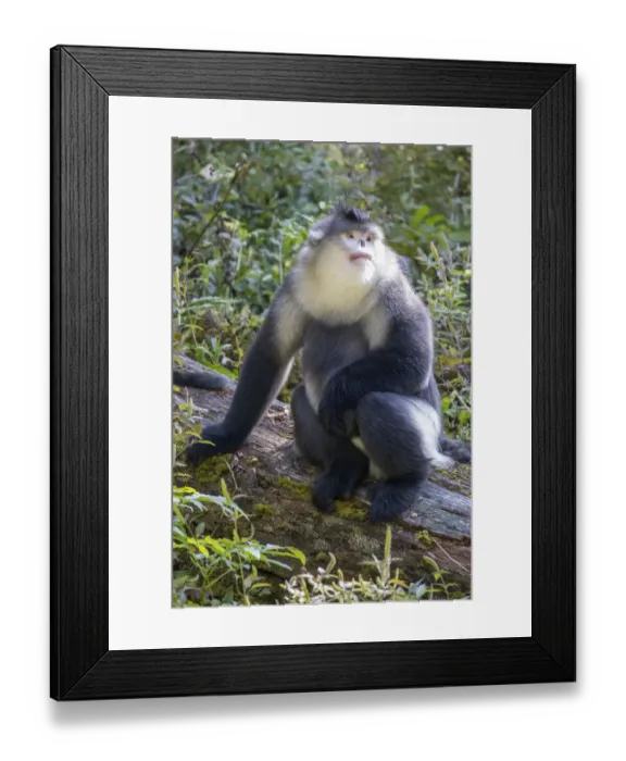Framed Print : Asia, China, Tacheng, Yunnan Black Snub-Nosed Monkey Framed Print : Asia, China, Tacheng, Yunnan Black Snub-Nosed Monkey