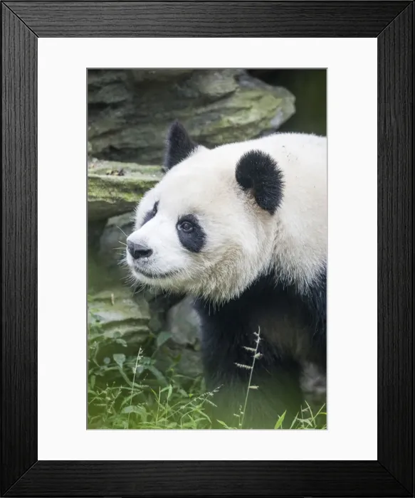 Framed Print : Asia, China, Sichuan Province, Cheng Du, Giant Panda