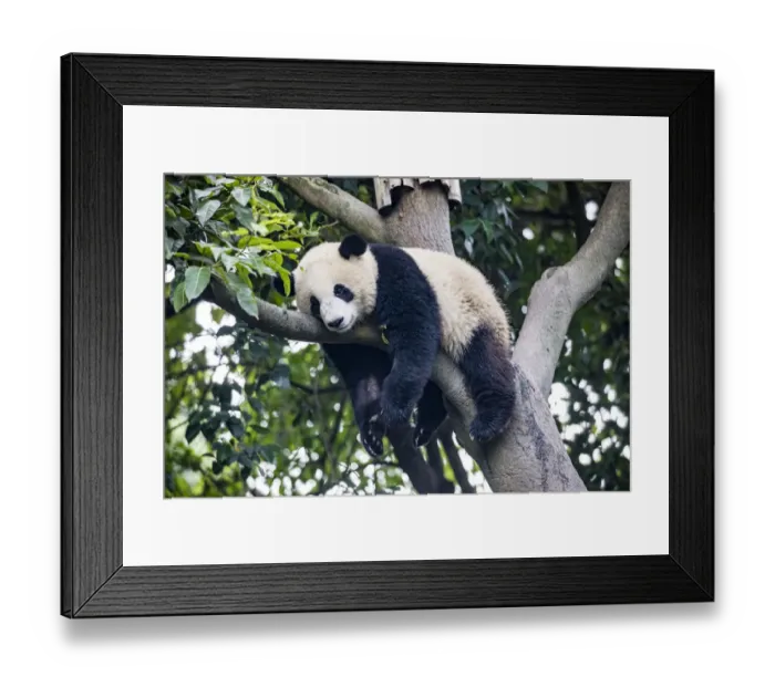 Framed Print : Asia, China, Sichuan Province, Cheng Du, Giant Panda Framed Print : Asia, China, Sichuan Province, Cheng Du, Giant Panda
